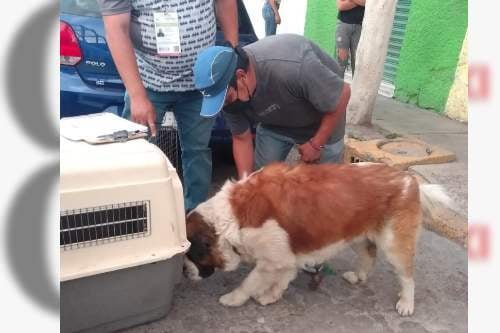 Rescatan a San Bernardo en Nezahualcóyotl, víctima de maltrato animal